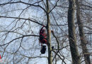 Oö: Tierhilfe holt Katze in Steyregg aus etwa 20 m Höhe vom Baum