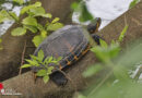 Oö: Schildkröte ging während Einsatz beim Mühlbach in Wels wieder auf Tauchstation