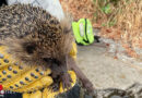 Bayern: Igel mit schwerem Gerät in Würzburg aus Mauerspalte geholt