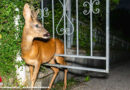 Oö: Rehbock steckt in St. Florian in Gartentür fest