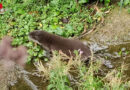 Nö: Junger Otter in Kottingbrunn in Notlage