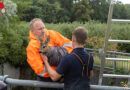 Nö: Reh aus einem Wasserbecken befreit