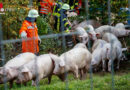 D: Viehtransporter-Unfall in Lüchow-Dannenberg → 12 Stunden im Einsatz → 140 Schweine gerettet | 20 tot