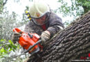 Stmk: Ehepaar im Auto von Baum erschlagen, Pkw gegen Baum → drei Tote am Ostermontag in der Oststeiermark