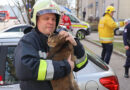 Oö: Ein Verletzter und gerettete Katze bei Zimmerbrand in Wels