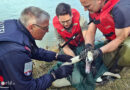 Nö: Zwei Tierrettungseinsätze innerhalb von 24 Stunden im Bezirk Krems