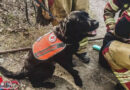 Schweiz: Hund Merlin macht Passanten auf medizinischen Notfall der Besitzerin im unwegsamen Gelände aufmerksam