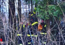 Oö: Feuerwehr Wolfern holt Katze vom Baum