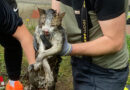 Nö: Katze von der FF Weikersdorf aus Kanalrohr gerettet