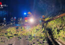 Oö: Umgestürzter Baum sorgte für Feuerwehreinsatz in Maria Neustift