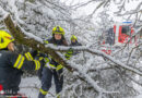 Oö: Ast eines durch Schneedruck umstürzenden Baumes durchstößt Pkw-Windschutzscheibe