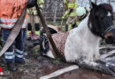 D: Pony steckt in Lehrte im Schlamm fest