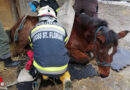 Stmk: 35 Jahre altes Pferd von Feuerwehr in Groß St. Florian wieder aufgerichtet