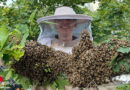 Bayern: Riesiger Bienenschwarm am Baum in München