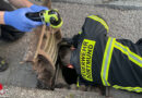 D: Feuerwehr in Dortmund befreit Küken aus Kanalschacht