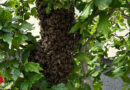 D: Bienenschwarm vor Wohnhaus in Groitzsch