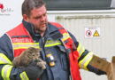 Oö: Kätzchen bei Küchenbrand in Ansfelden ins Freie gebracht