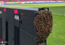 D: Bienenschwarm in der Arena Stuttgart