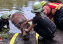 D: Pferderettung in Rheurdt → Feuerwehr befreit „Showtime“ aus Wasser