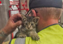 Ktn: Katze in Villach aus Motorraum eines Autos gerettet