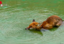 Nö: Feuerwehr Krems rettet jungen Fuchs aus einem Wasserbecken