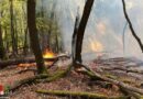 Bgld / Nö: Waldbrand im Leithagebirge fordert Einsatz mehrerer Feuerwehren