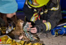 Nö: Feuerwehr rettet Katze aus Brandwohnung in Traiskirchen