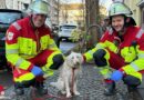 D: Rauchmelder rettet Hundeleben in Dortmund