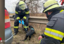 D: Einsatz auf der A60 in Mainz → Welpe verursacht Verkehrsunfall